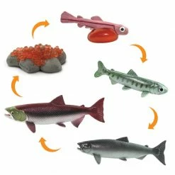 Safari Ltd SAFARI - Life Cycle Of Salmon Educational Resources