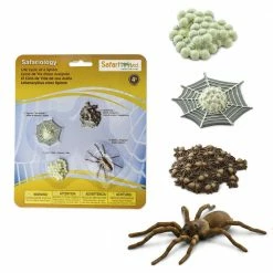 Safari Ltd SAFARI - Life Cycle Of A Spider Educational Resources