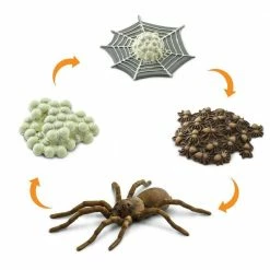 Safari Ltd SAFARI - Life Cycle Of A Spider Educational Resources