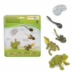 Safari Ltd SAFARI - Life Cycle Of A Frog Educational Resources
