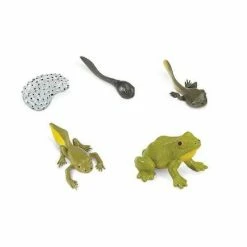 Safari Ltd SAFARI - Life Cycle Of A Frog Educational Resources