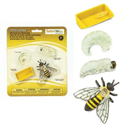 Safari Ltd SAFARI - Life Cycle Of A Honey Bee Educational Resources