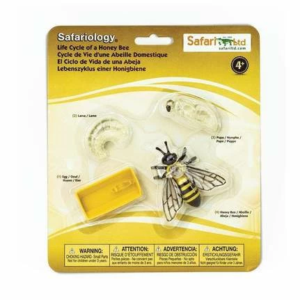 Safari Ltd SAFARI - Life Cycle Of A Honey Bee Educational Resources