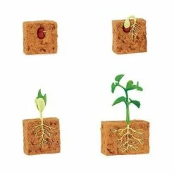 Safari Ltd SAFARI - Life Cycle Of A Green Bean Plant