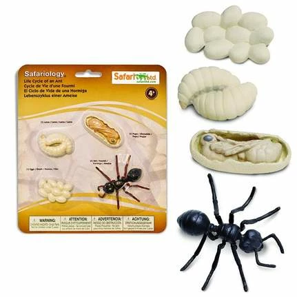 Safari Ltd SAFARI - Life Cycle Of An Ant