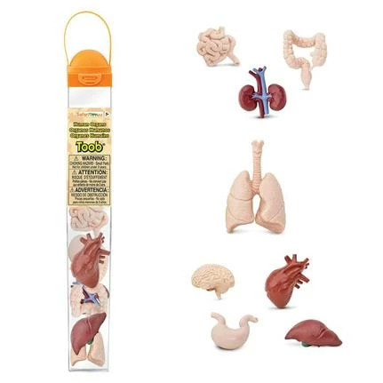 Safari Ltd Educational Resources SAFARI - Human Organs TOOB