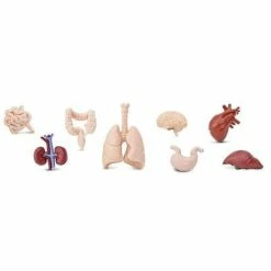 Safari Ltd Educational Resources SAFARI - Human Organs TOOB