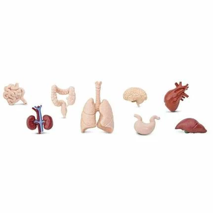 Safari Ltd Educational Resources SAFARI - Human Organs TOOB