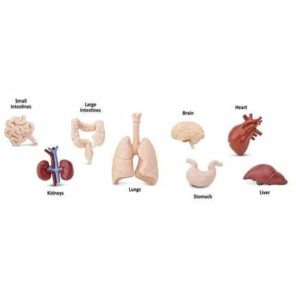 Safari Ltd Educational Resources SAFARI - Human Organs TOOB