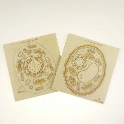 Educational Resources STUKA PUKA - FROM ZERO TO HERO - ANIMAL CELL STRUCTURE