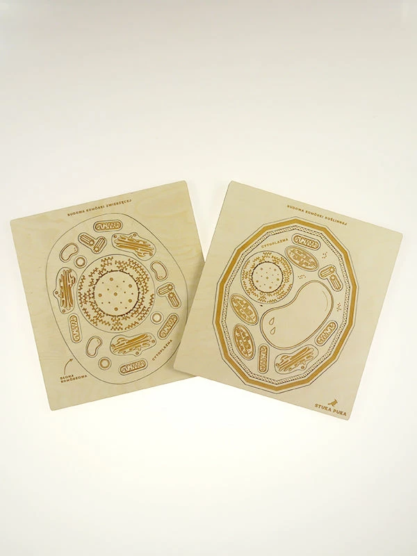 Educational Resources STUKA PUKA - FROM ZERO TO HERO - ANIMAL CELL STRUCTURE