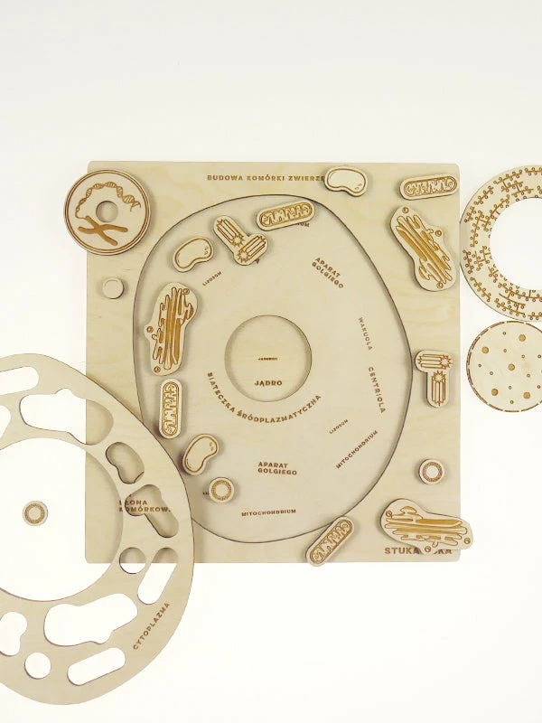 Educational Resources STUKA PUKA - FROM ZERO TO HERO - ANIMAL CELL STRUCTURE