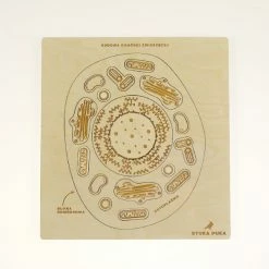 Educational Resources STUKA PUKA - FROM ZERO TO HERO - ANIMAL CELL STRUCTURE