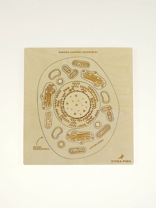 Educational Resources STUKA PUKA - FROM ZERO TO HERO - ANIMAL CELL STRUCTURE