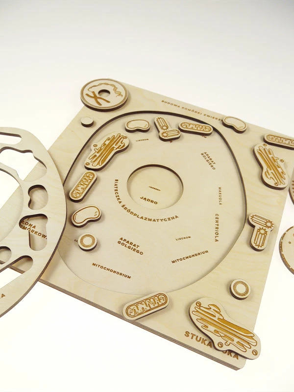 Educational Resources STUKA PUKA - FROM ZERO TO HERO - ANIMAL CELL STRUCTURE