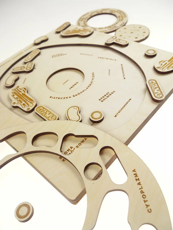 Educational Resources STUKA PUKA - FROM ZERO TO HERO - ANIMAL CELL STRUCTURE