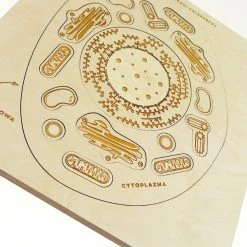 Educational Resources STUKA PUKA - FROM ZERO TO HERO - ANIMAL CELL STRUCTURE