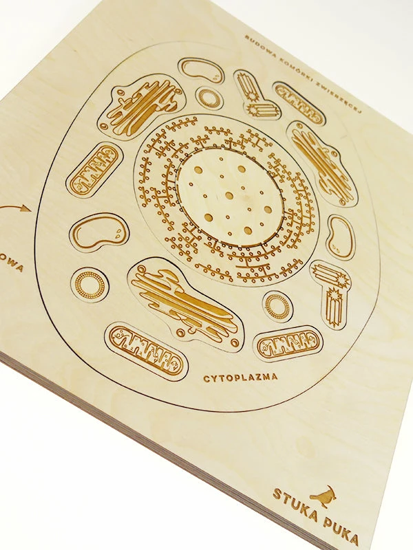 Educational Resources STUKA PUKA - FROM ZERO TO HERO - ANIMAL CELL STRUCTURE
